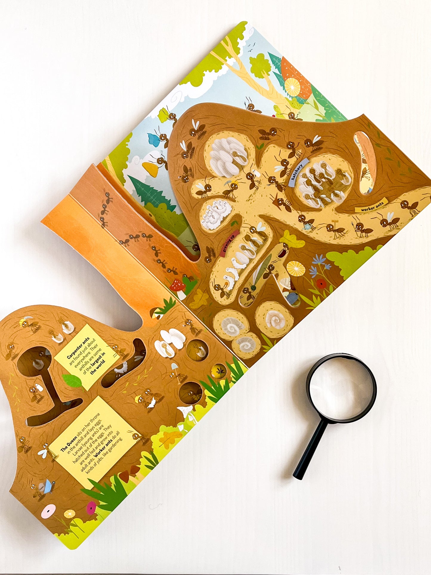 Anthill Layered Board Book